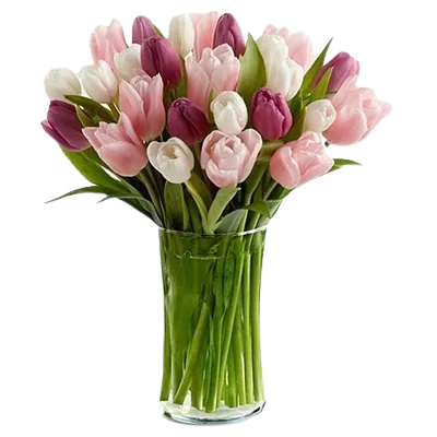 Pastel Tulips