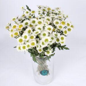 daisy vase beauty