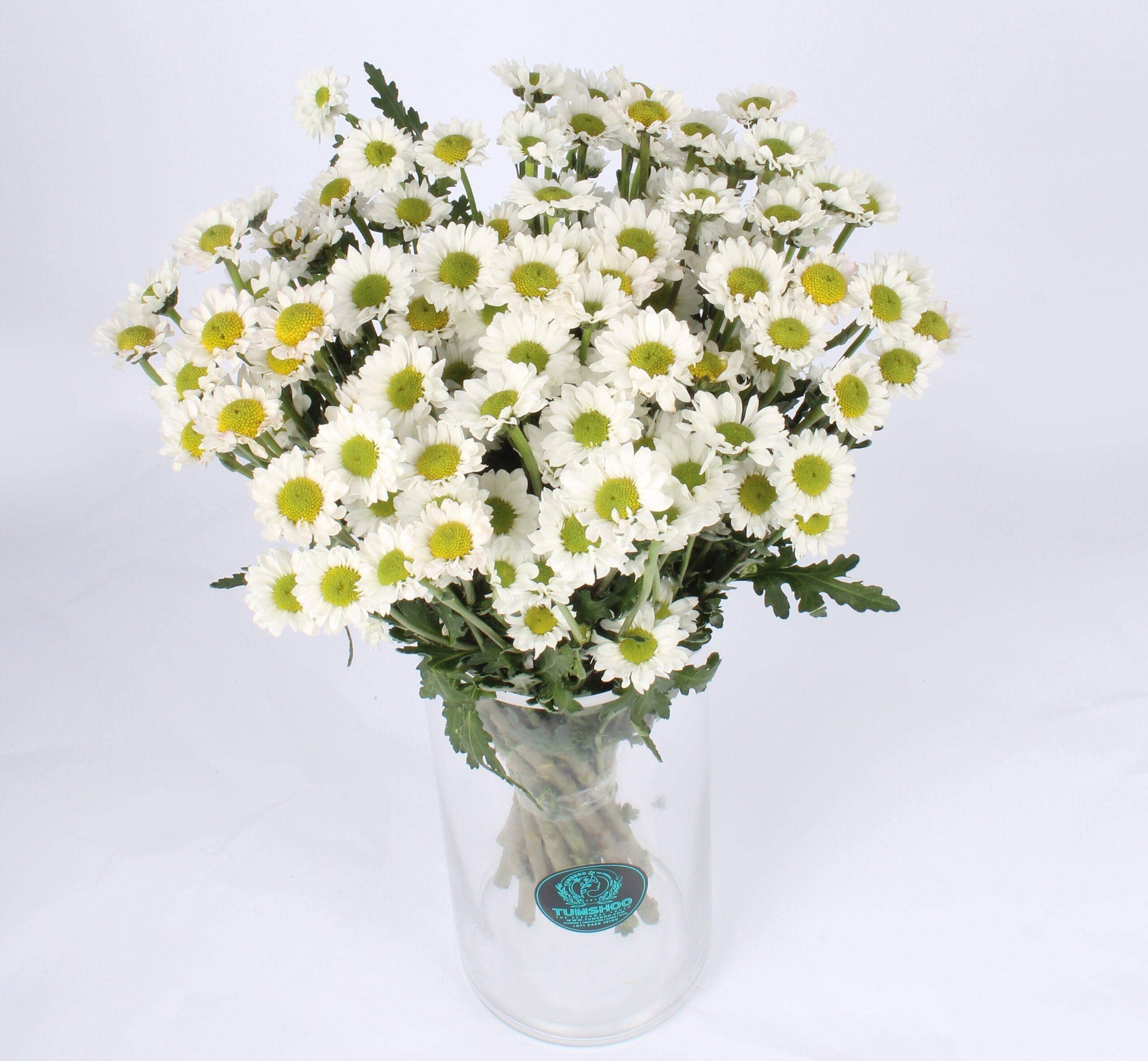 daisy vase beauty